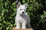 WESTIE 155